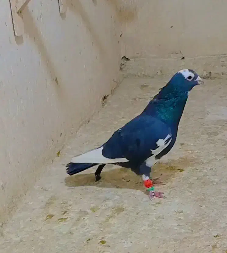 قهره سیاه کله سفید|پرنده|فریمان, |دیوار