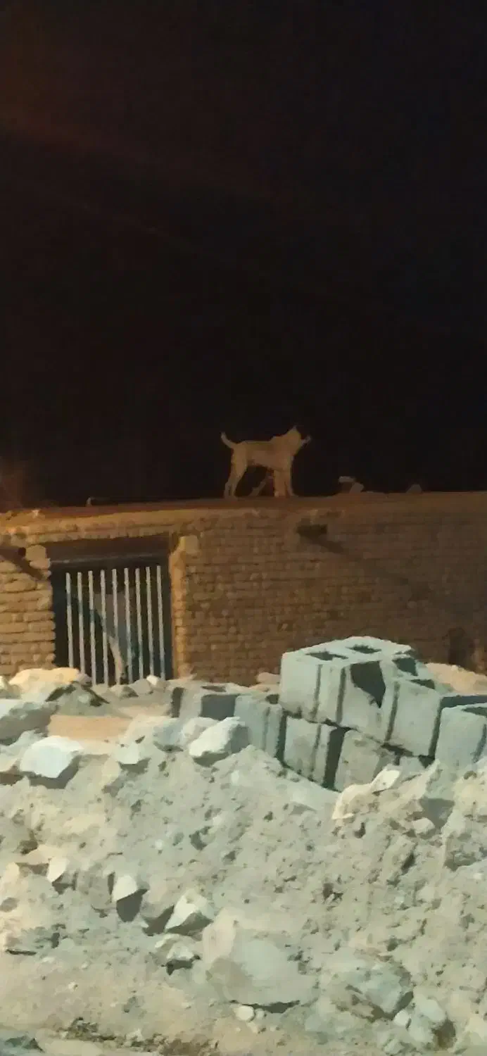 سگ گله افغان اصل|سگ|بیرجند, |دیوار