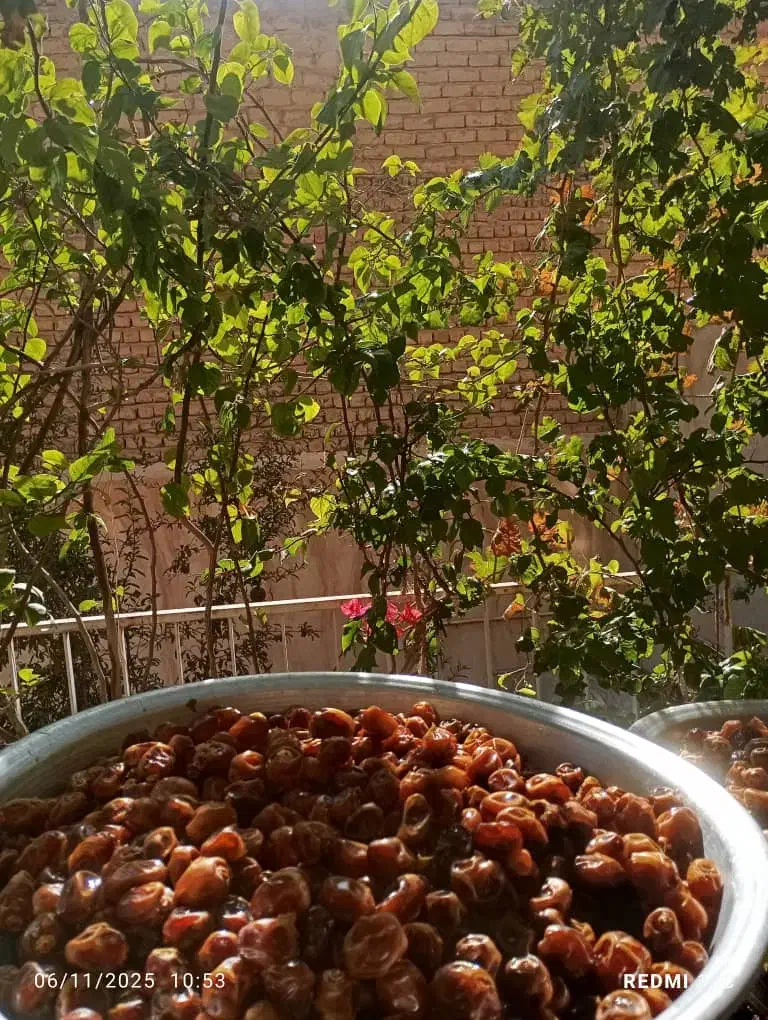 خرما برحی خوزستان درشت و خوشمزه|خوردنی و آشامیدنی|قم, پردیسان|دیوار