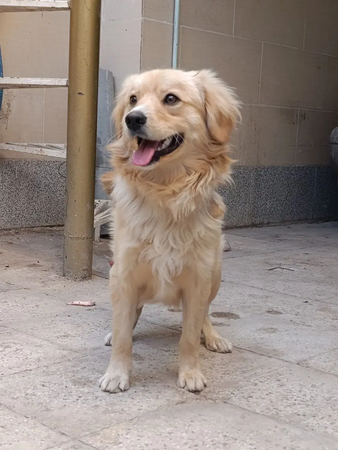 پاپی نر|سگ|تربت جام, خیرآباد|دیوار