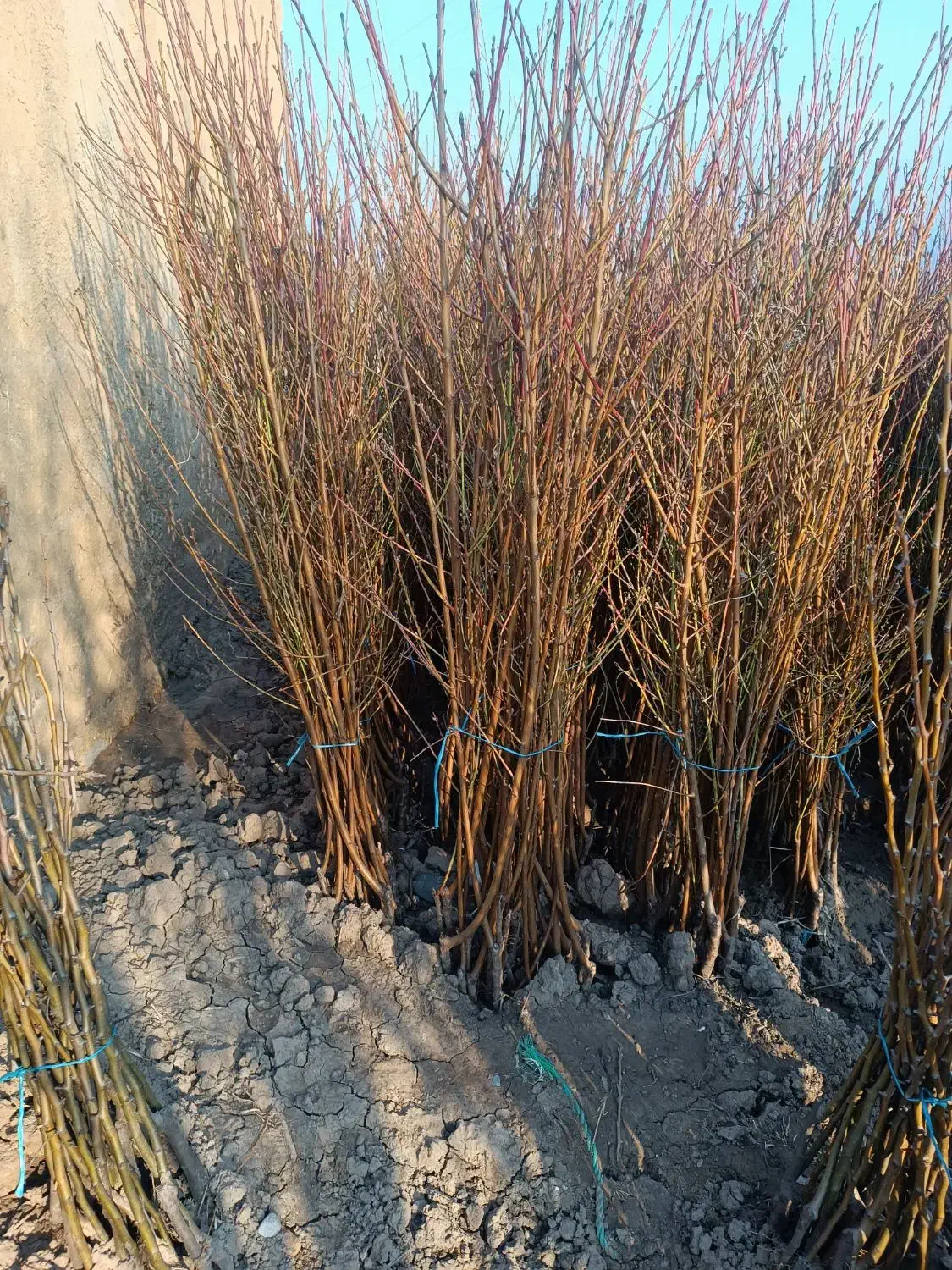 انواع نهال شلیل هلو|گل و گیاه طبیعی|فاضل آباد, |دیوار