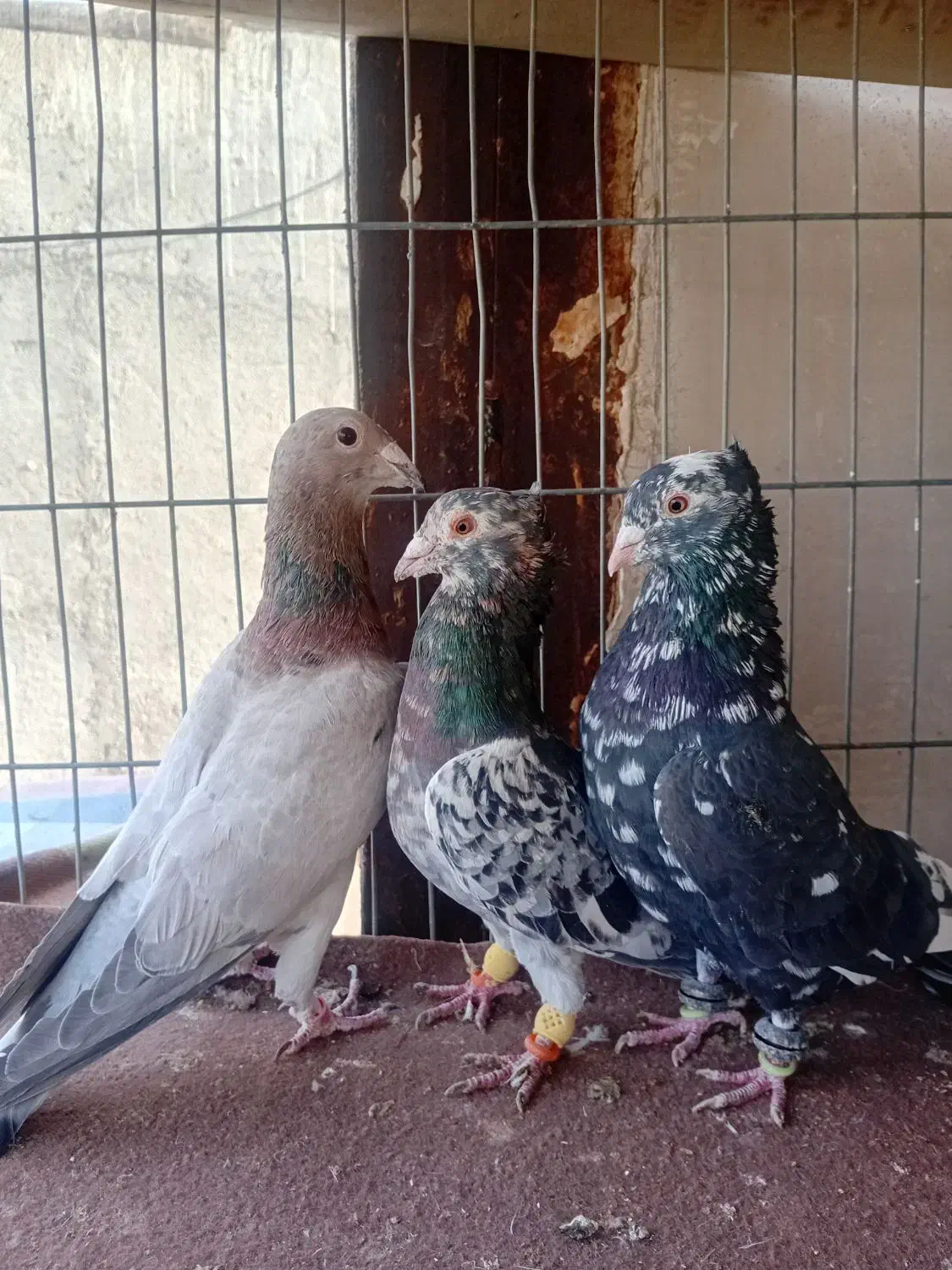 دوتا سار کاکولی نر و یک مامی کرمانی نر|پرنده|مشهد, فریزی|دیوار