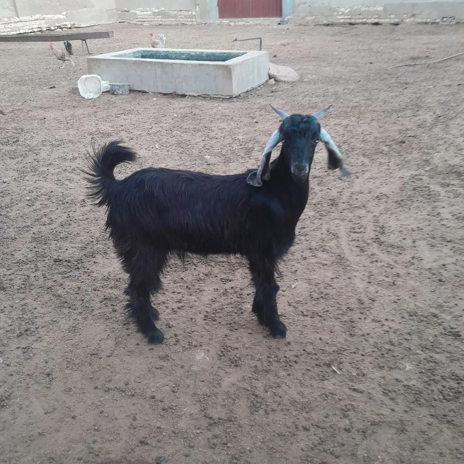 کهره ماده چاع|حیوانات مزرعه|شیبکوه (فارس), |دیوار