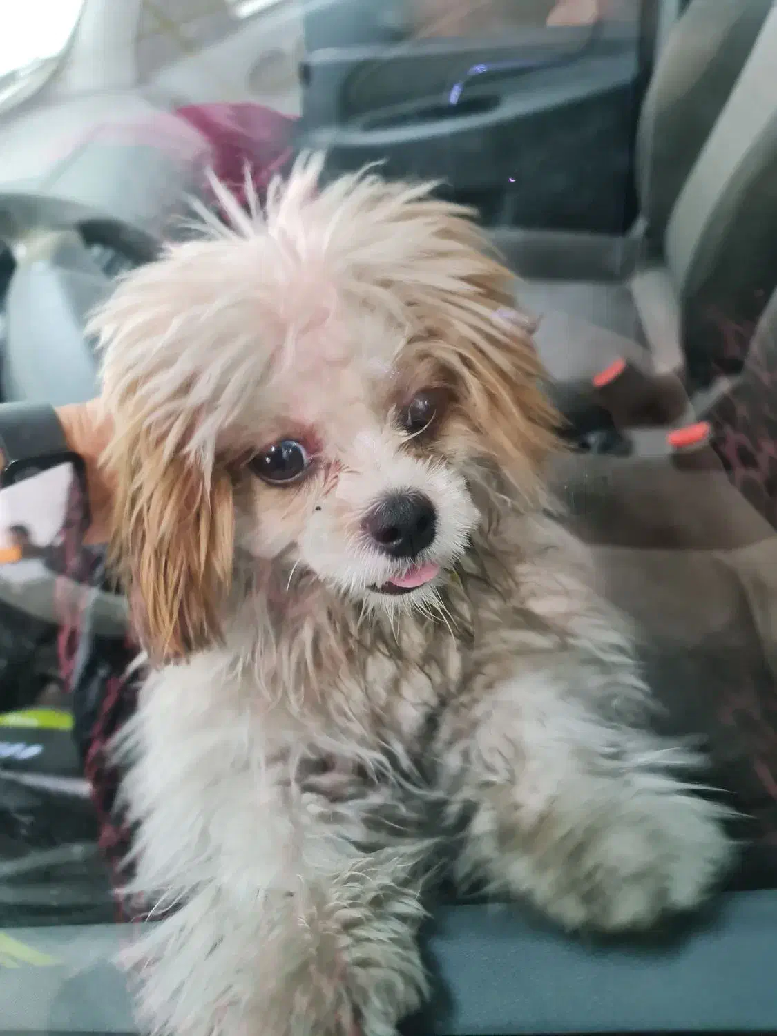 سگ پیدا شده|حیوانات|تبریز, |دیوار