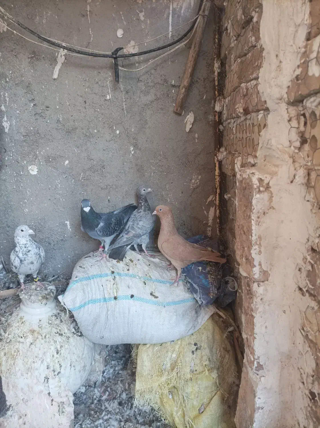 کبوتر|پرنده|نیشابور, دهنو|دیوار