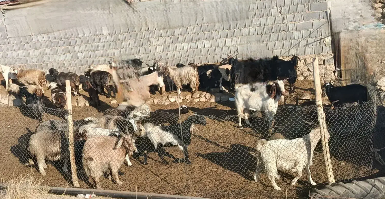 تعدادی میش وبزترکی سالم وجوان|حیوانات مزرعه|کازرون, |دیوار