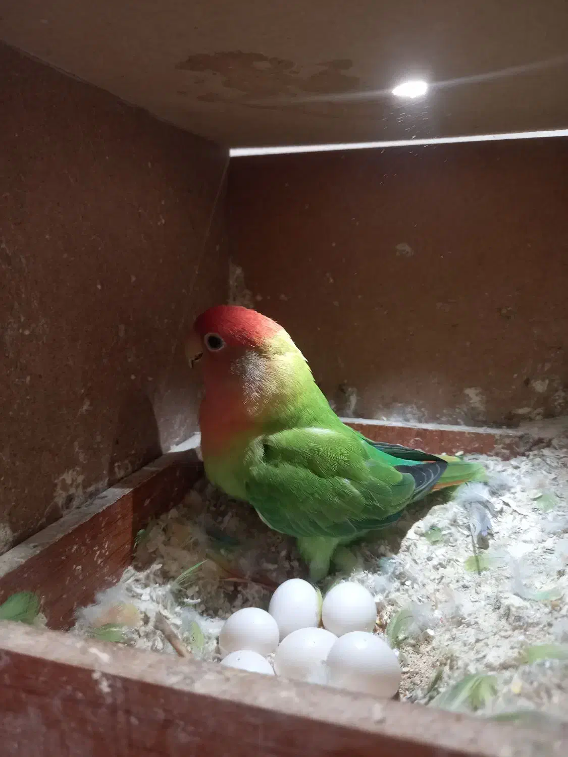 برزیلی ماده|پرنده|تاکستان, |دیوار