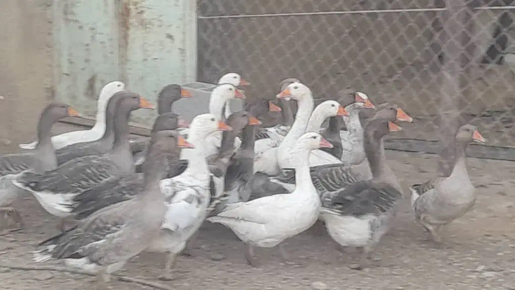 فروش غاز محلی|حیوانات مزرعه|بیضا, |دیوار