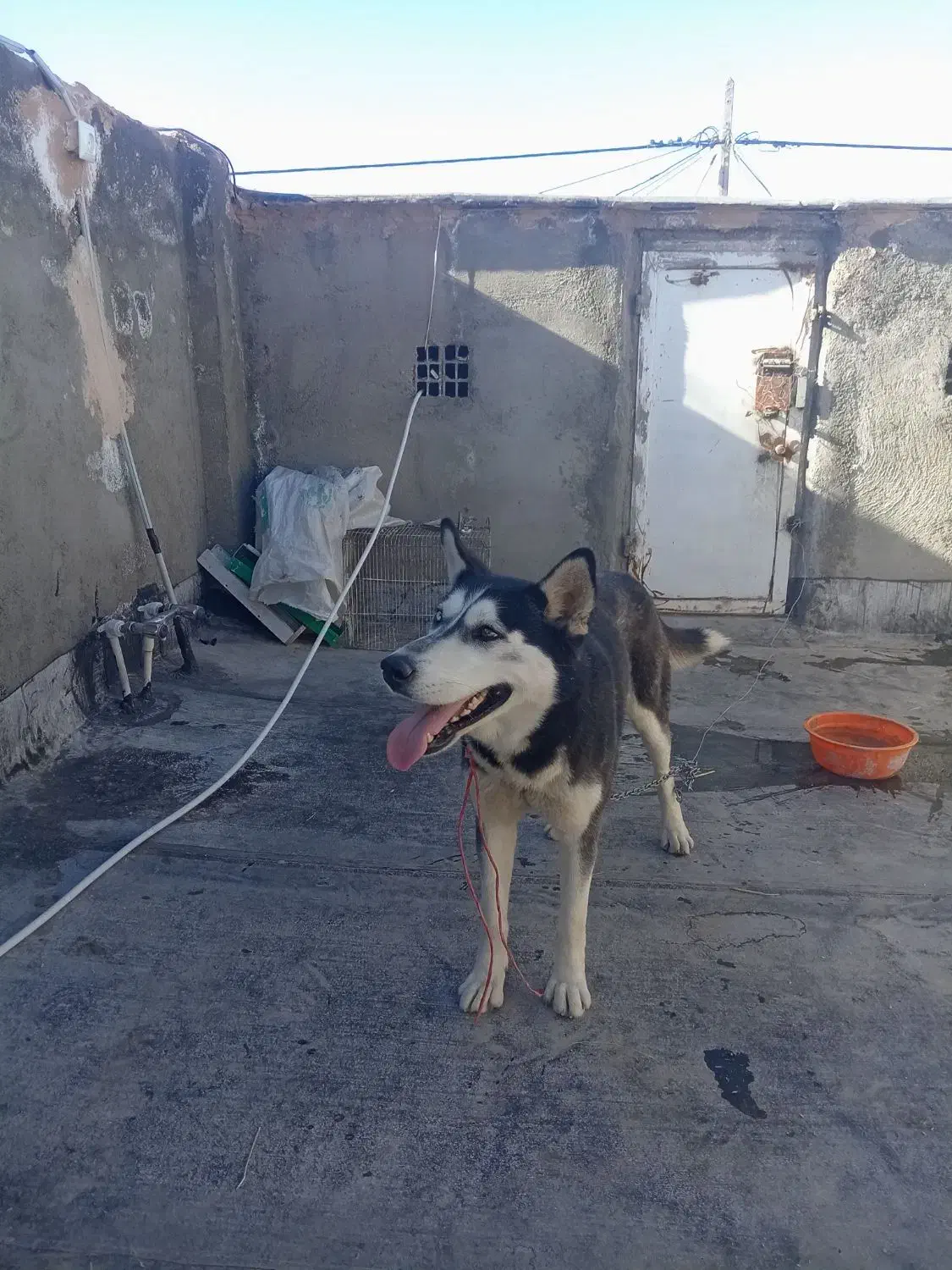 سگ هاسکی|سگ|نیشابور, گنبد سبز|دیوار