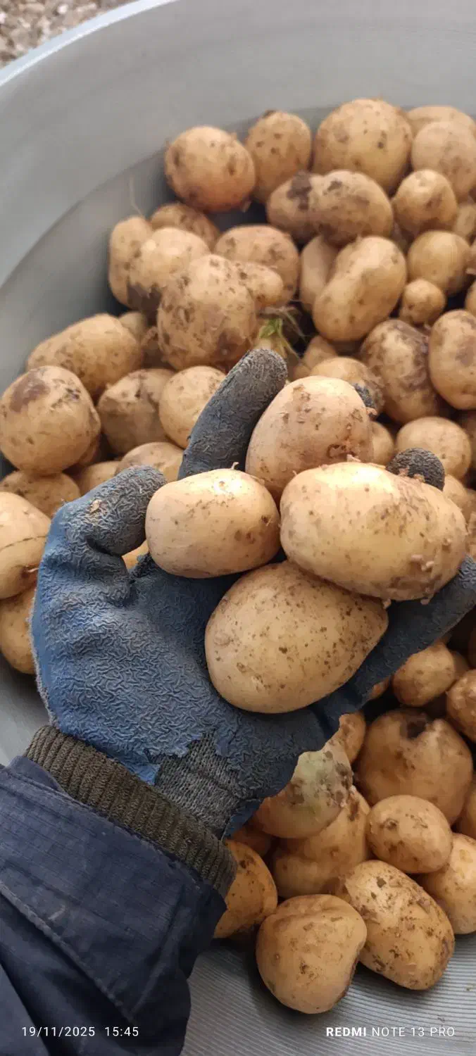 سیب زمینی بذری|عمده‌فروشی|بیرانوند, |دیوار