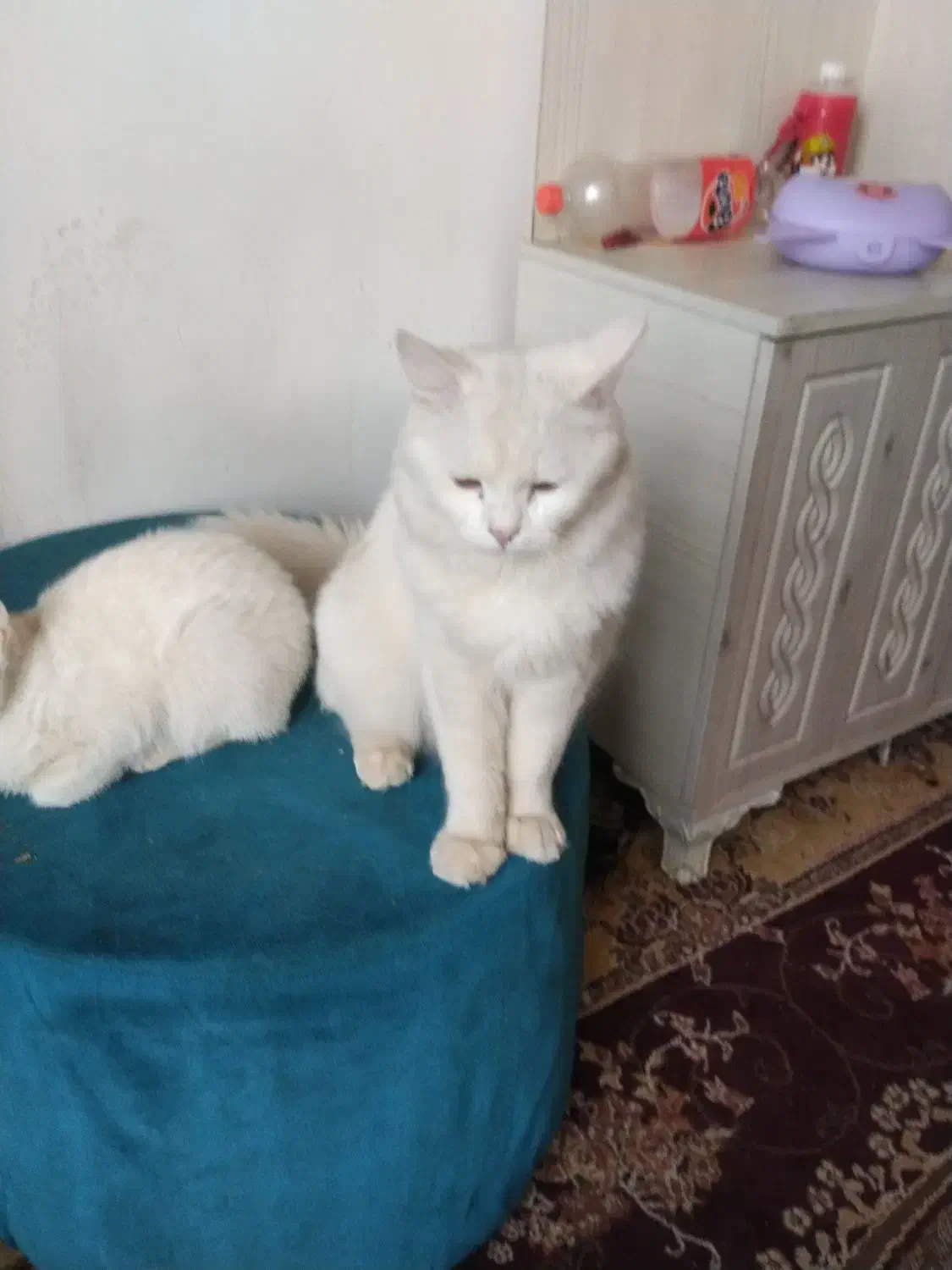 گربه سفیدقشنگ|گربه|نیشابور, کریم آباد|دیوار