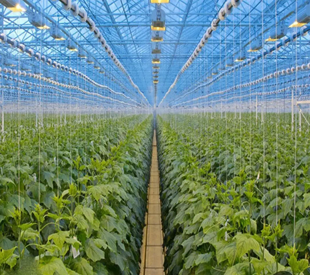 گلخانه آماده بهره‌برداری|فروش دفتر صنعتی، کشاورزی، تجاری|عسگران, |دیوار