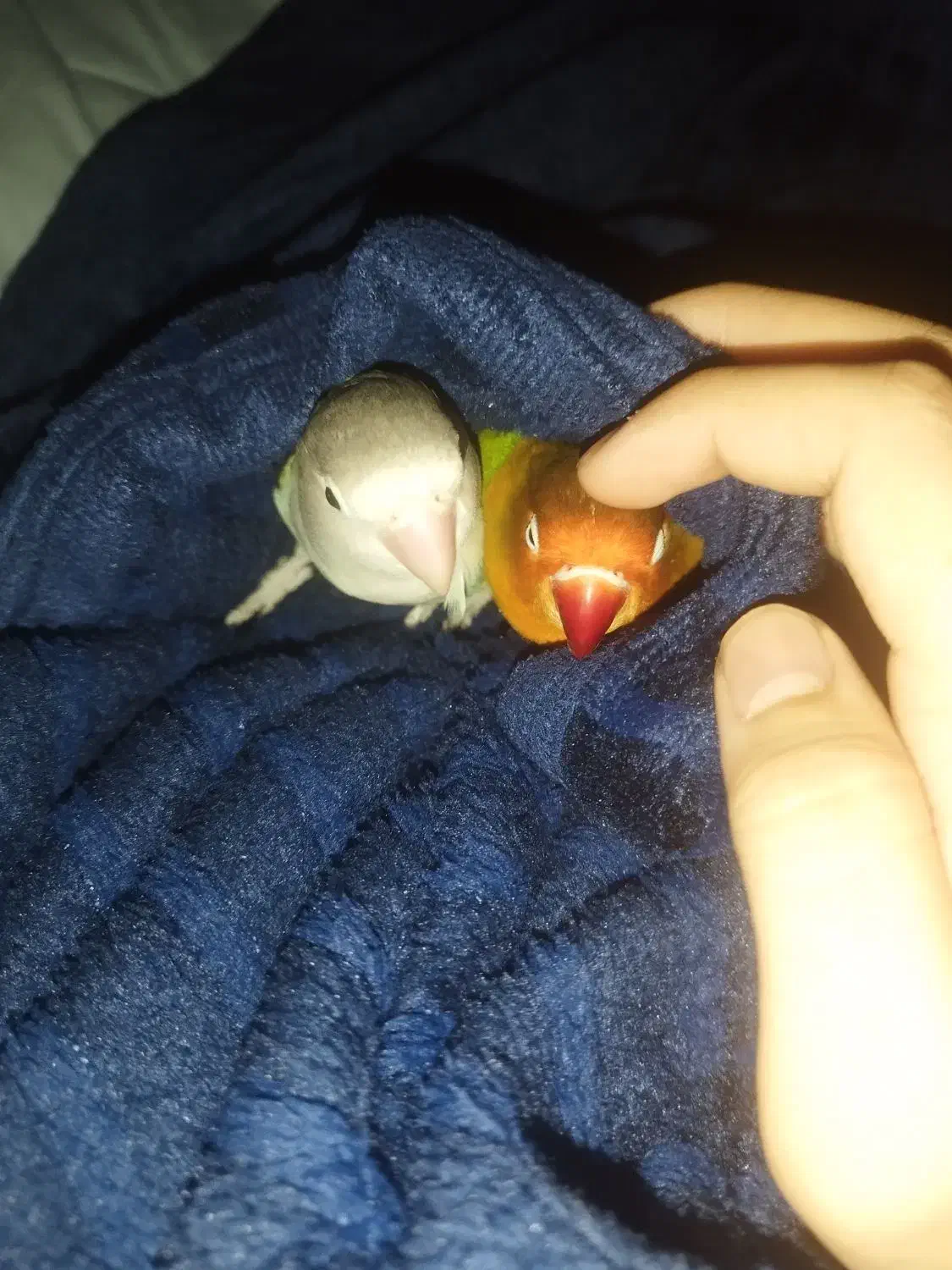 گمشده|حیوانات|بندر گناوه, |دیوار