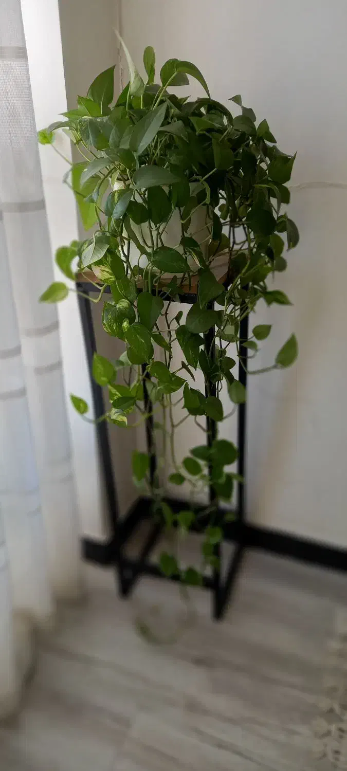 پتوس سبز و ابلق|گل و گیاه طبیعی|کرج, کوی امامیه|دیوار