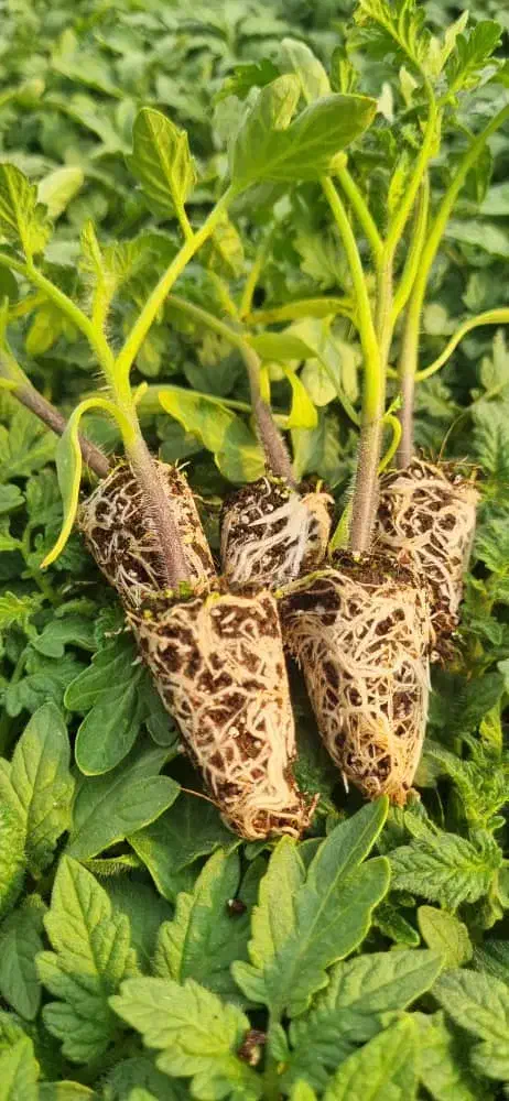 فروش ویژه نشاء گوجه فرنگی|خدمات باغبانی و درختکاری|آبدان, |دیوار