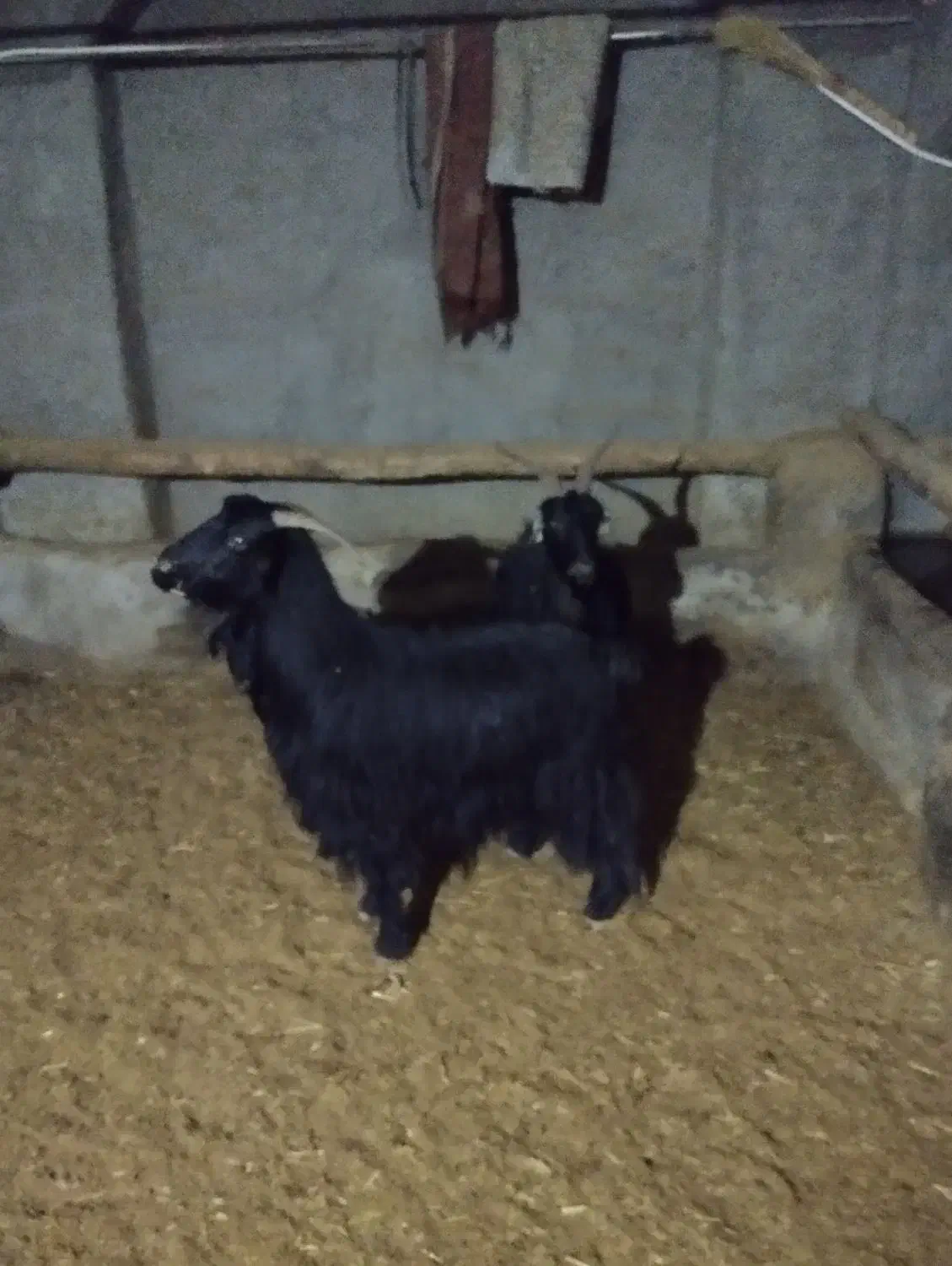 بز داشتی|حیوانات مزرعه|فرمهین, |دیوار