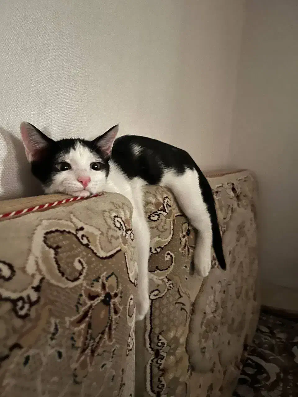 گربه|گربه|قم, باجک سه|دیوار