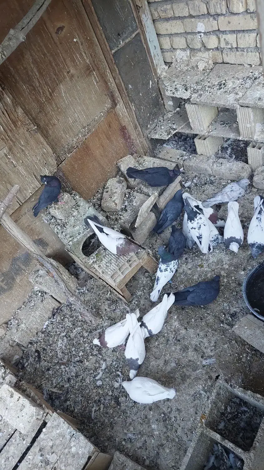 کبوتر پرشی و نقشی|پرنده|پیر بکران, |دیوار