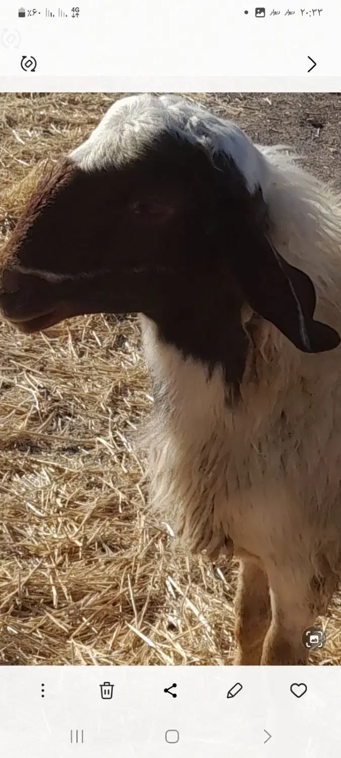 شک ورن سنجابی اصیل|حیوانات مزرعه|سرپل ذهاب, |دیوار