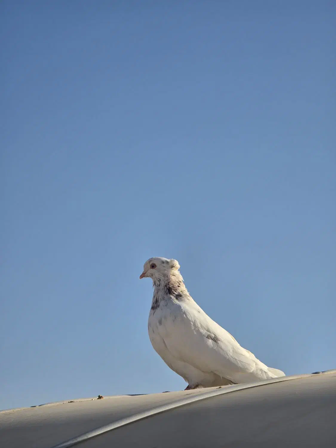کبوتر|پرنده|مشهد, هفت تیر (حافظ)|دیوار