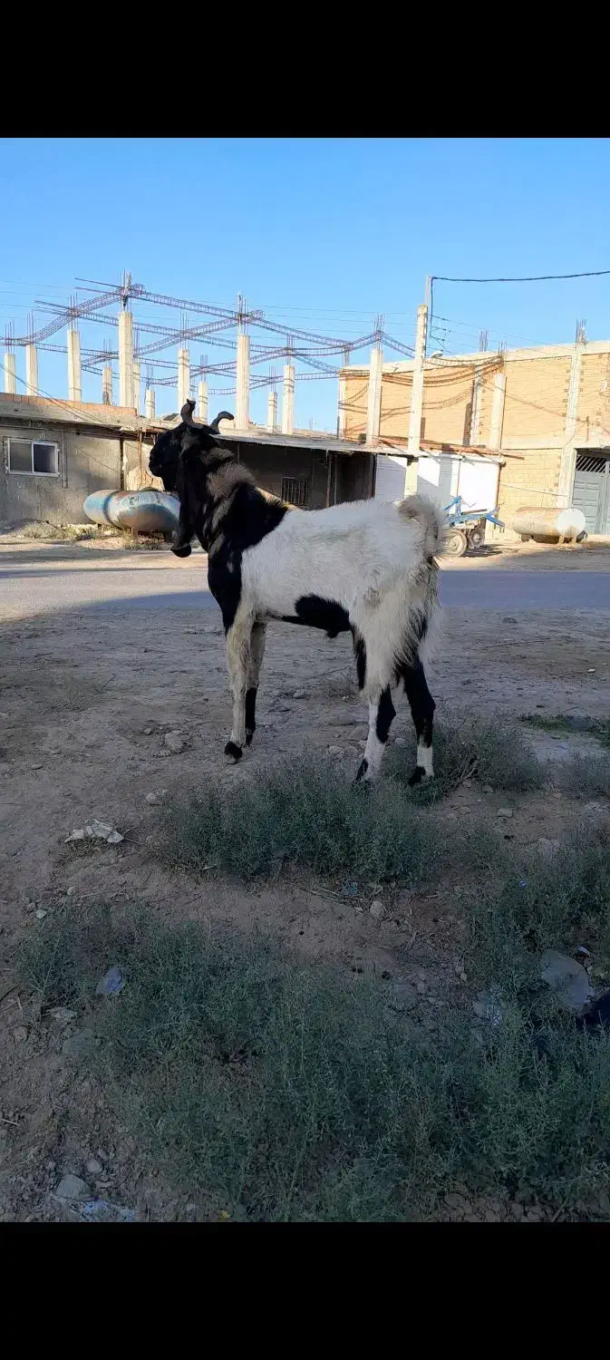 تکه پاکستانی|حیوانات مزرعه|انبارآلوم, |دیوار