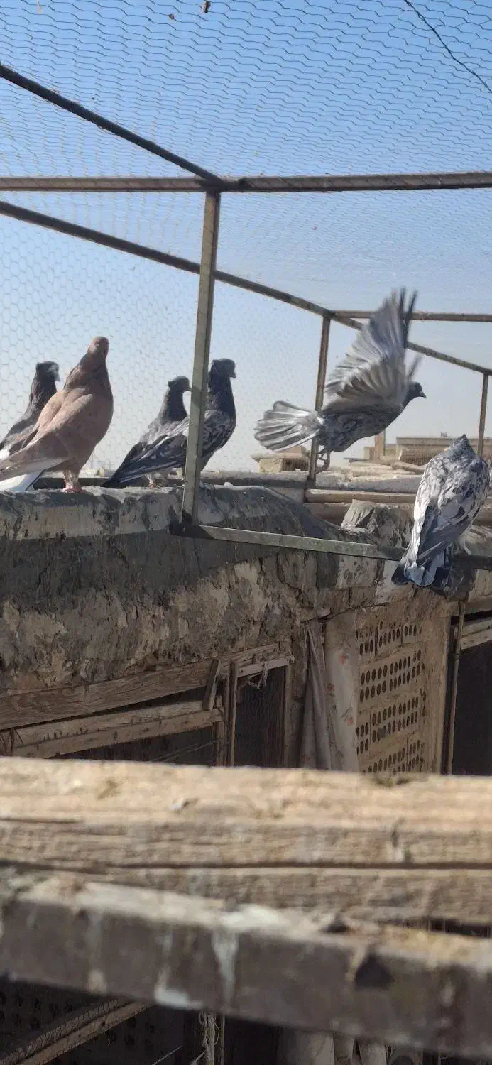 کفتر سرور|پرنده|آران و بیدگل, |دیوار