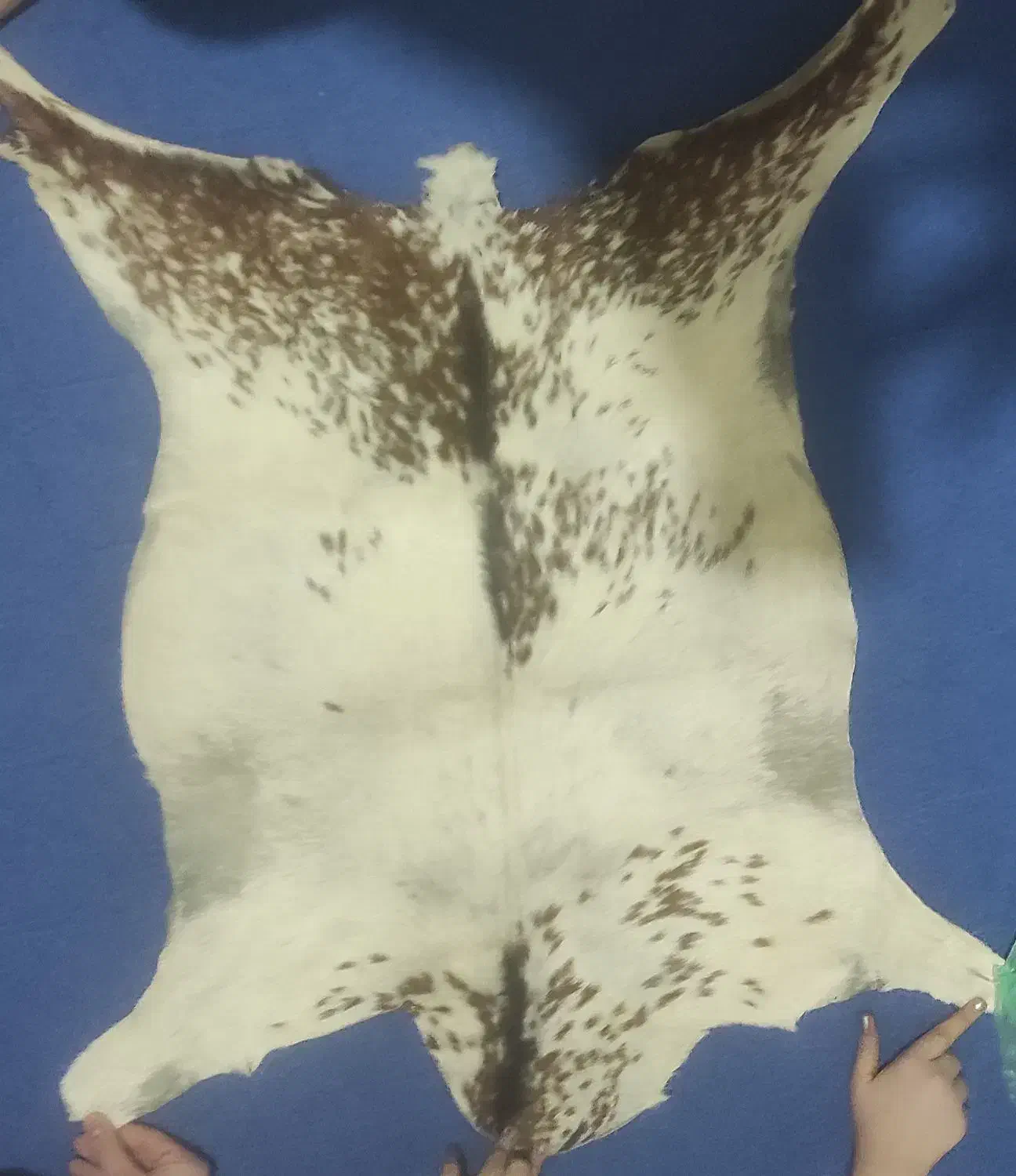 پوست بز تزیینی|صنایع دستی و سایر لوازم تزئینی|مشکیندشت, |دیوار