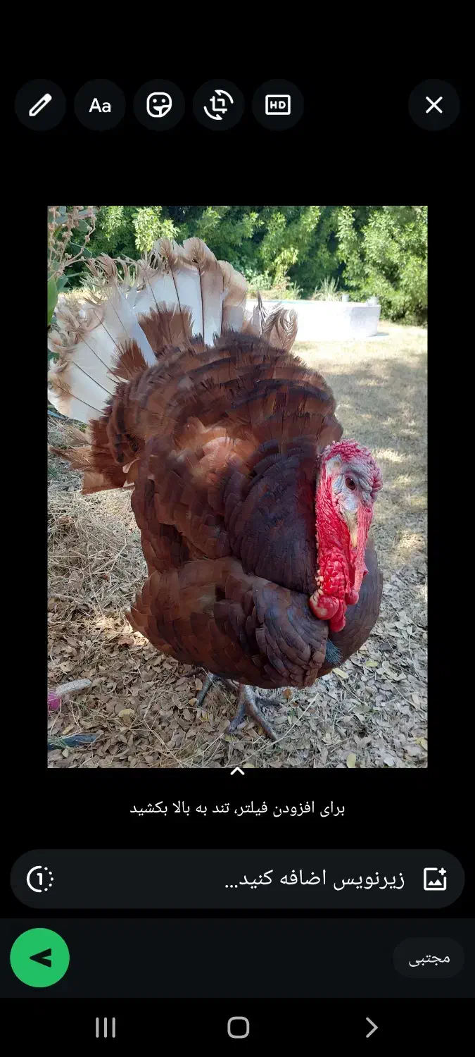 نر بوقلمون بورن بورن|حیوانات مزرعه|امیدیه, |دیوار