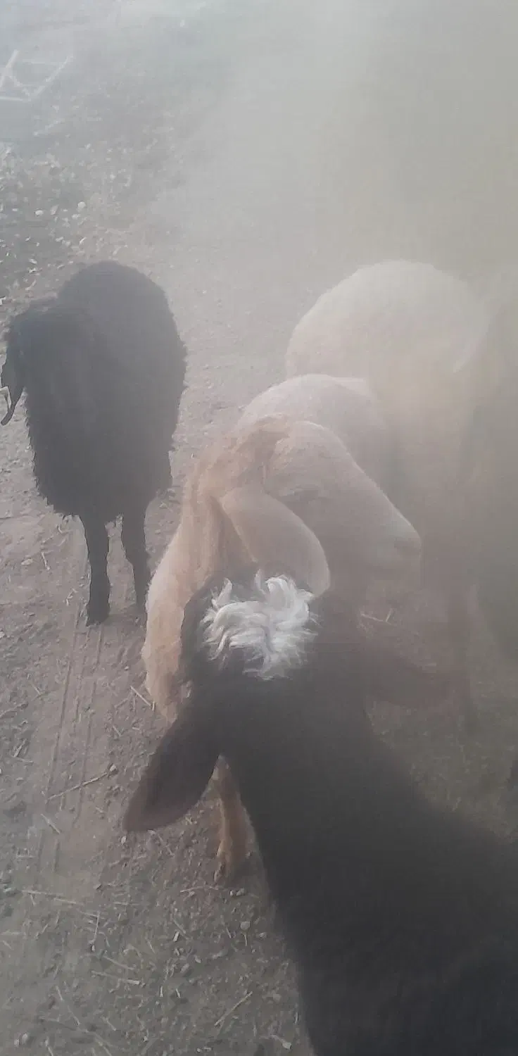 تعدادبرهپلواری|حیوانات مزرعه|دامغان, |دیوار