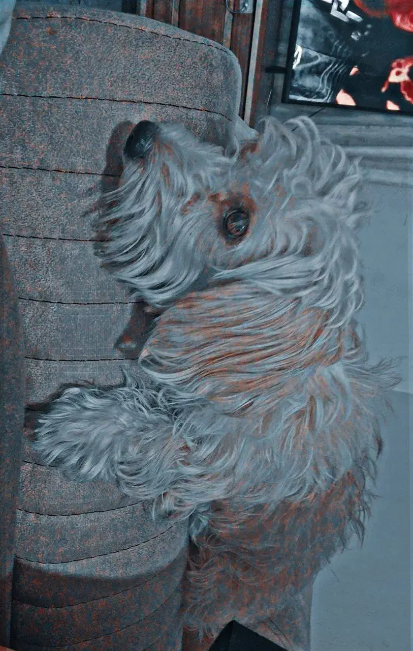 گمشده|حیوانات|مشهد, راه آهن|دیوار