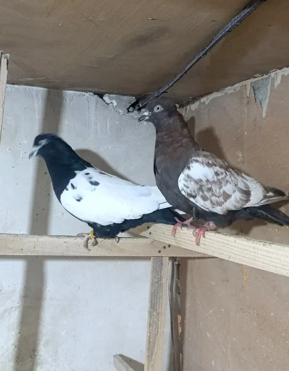 کبوتر رنگی و پرشی|پرنده|ابهر, |دیوار