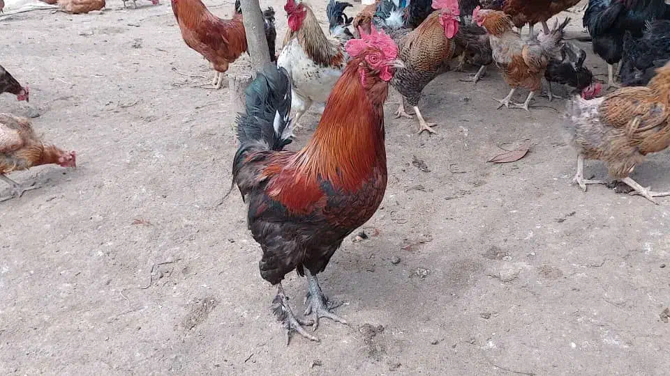 تخم مرغ نطفه دار. اصلاح شده گلپایگان|حیوانات مزرعه|اطاقور, |دیوار