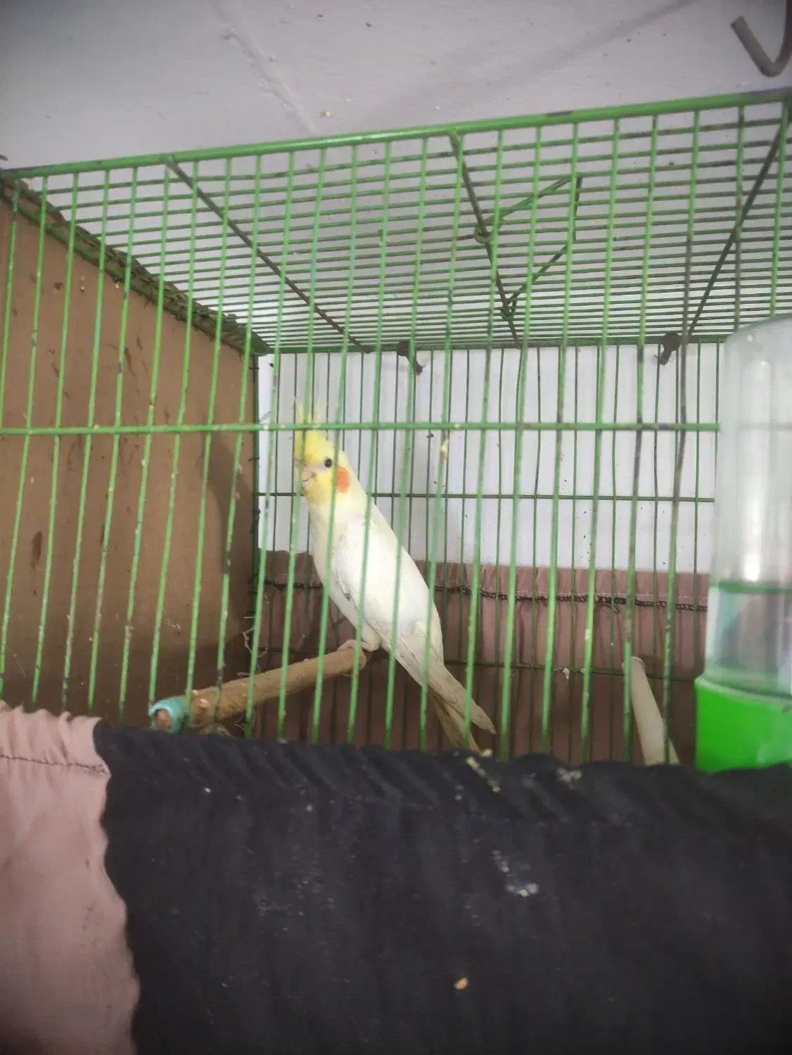 طوطی عروس|پرنده|لنگرود, |دیوار