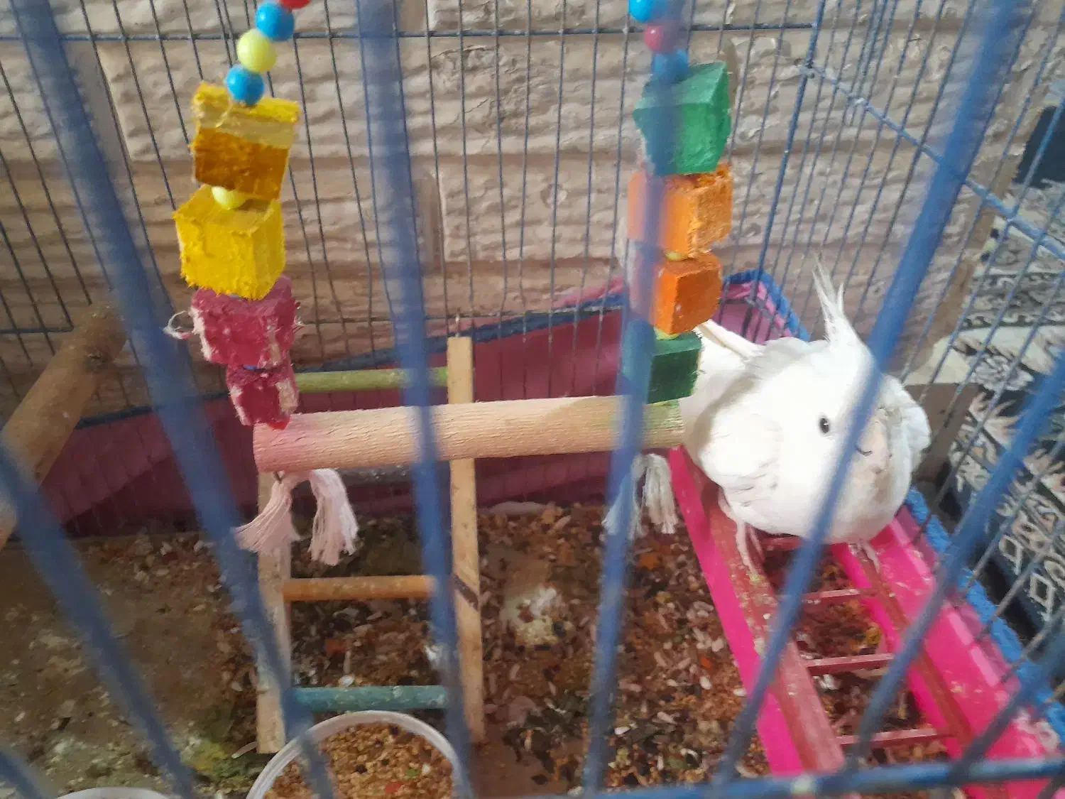 جفت عروس|پرنده|خرمشهر, |دیوار