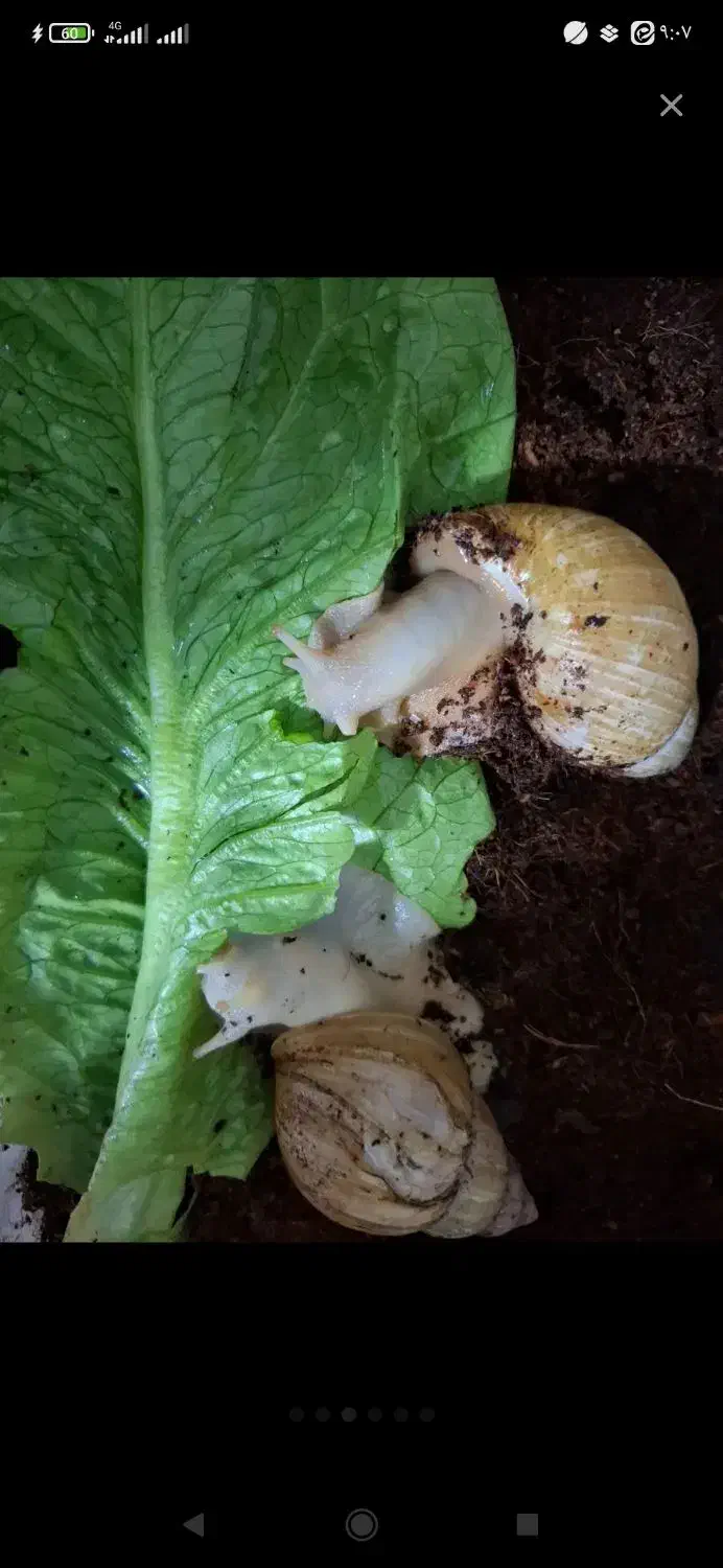 حلزون درمانی|خزنده|اسدآباد, |دیوار