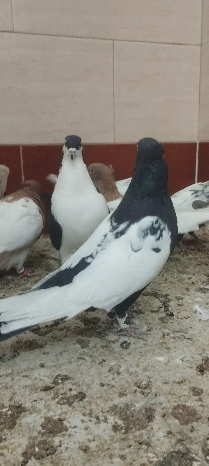 سه تا نر پرشی زرنگ|پرنده|اسلام‌شهر, شهرک سعیدیه|دیوار