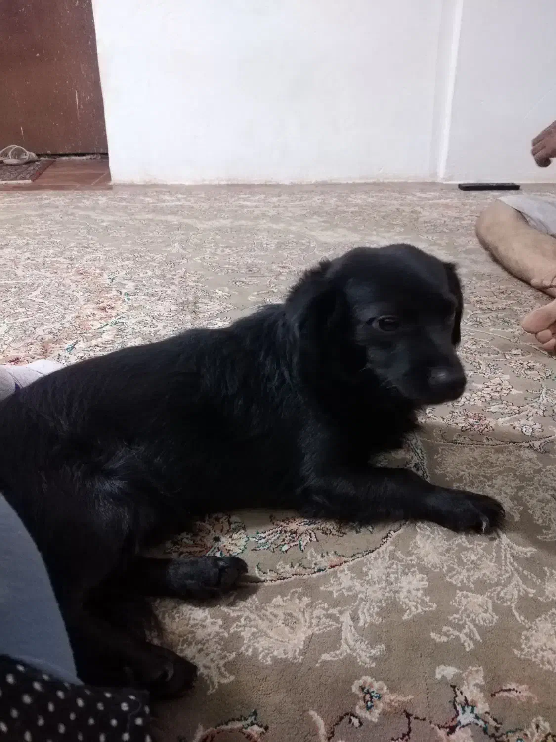 سگ گمشده|حیوانات|ملارد, |دیوار