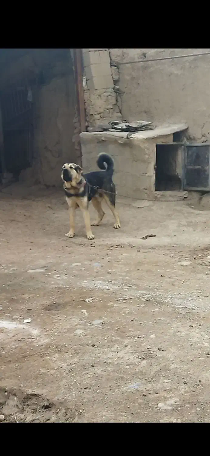 سگعراقی|سگ|باسمنج, |دیوار