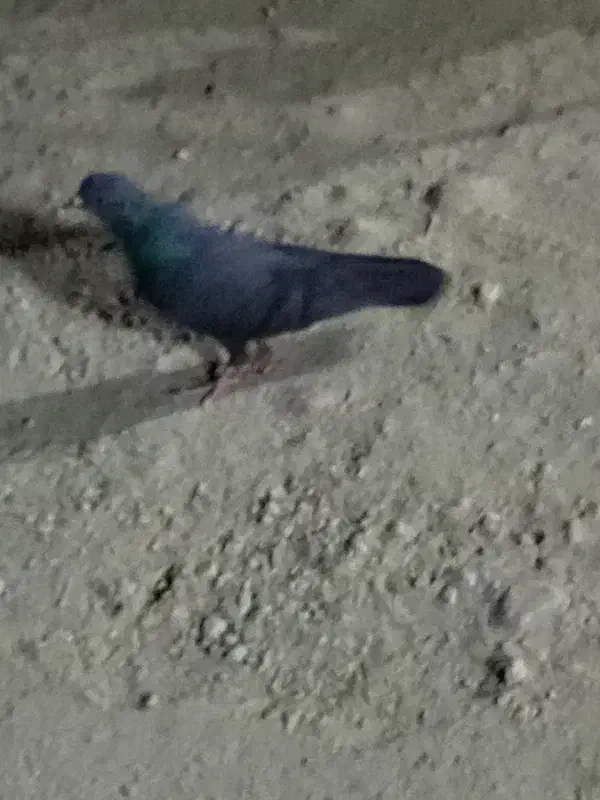 کبوتر|پرنده|خمیر, |دیوار