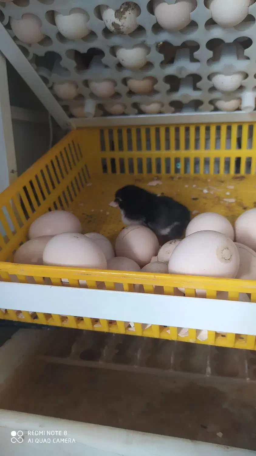 جوجه لاری و تخم لاری و خروس|حیوانات مزرعه|ساوه, |دیوار