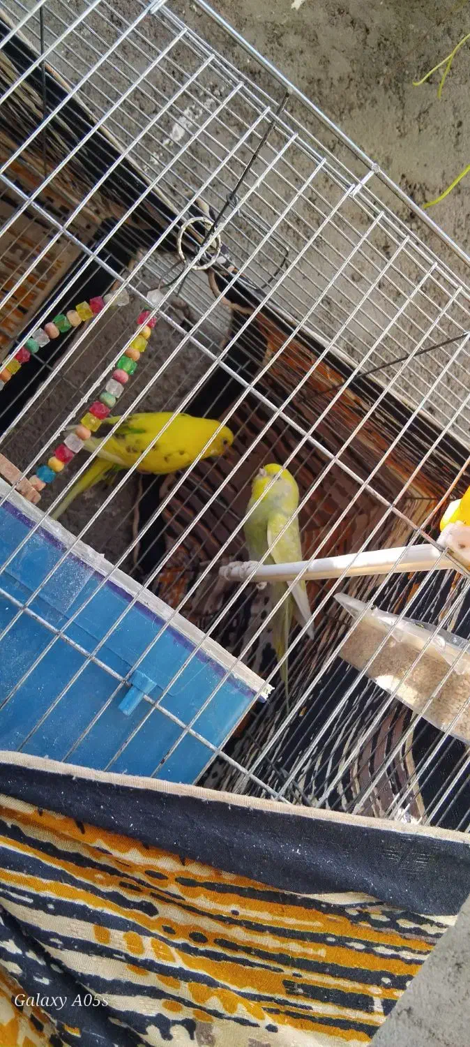 مرغ عشق|پرنده|تایباد, |دیوار