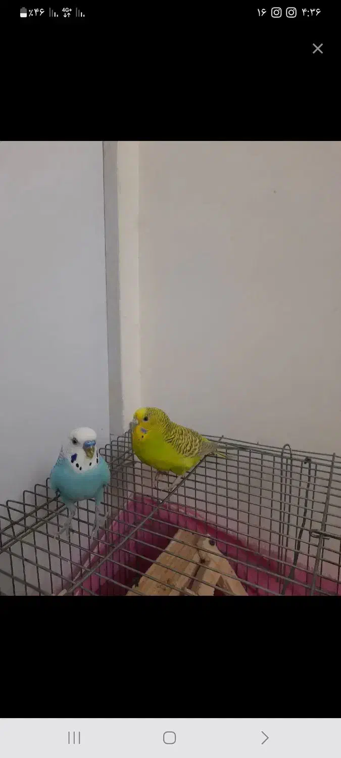 مرغ عشق|پرنده|کهریزک, |دیوار