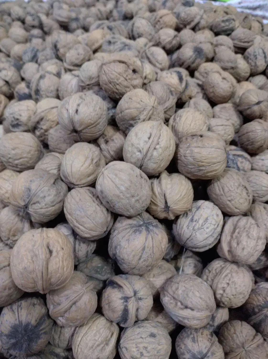 گردو|خوردنی و آشامیدنی|تربت جام, پاسداران|دیوار