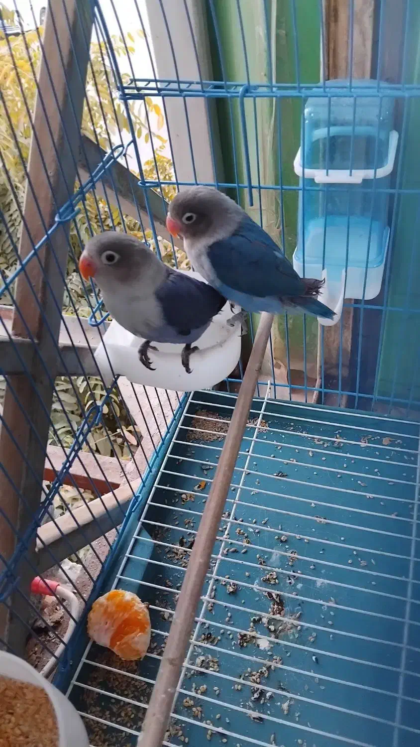 کتوله برزیلی ، پرنده|پرنده|پاکدشت, پاکدشت (مامازند)|دیوار