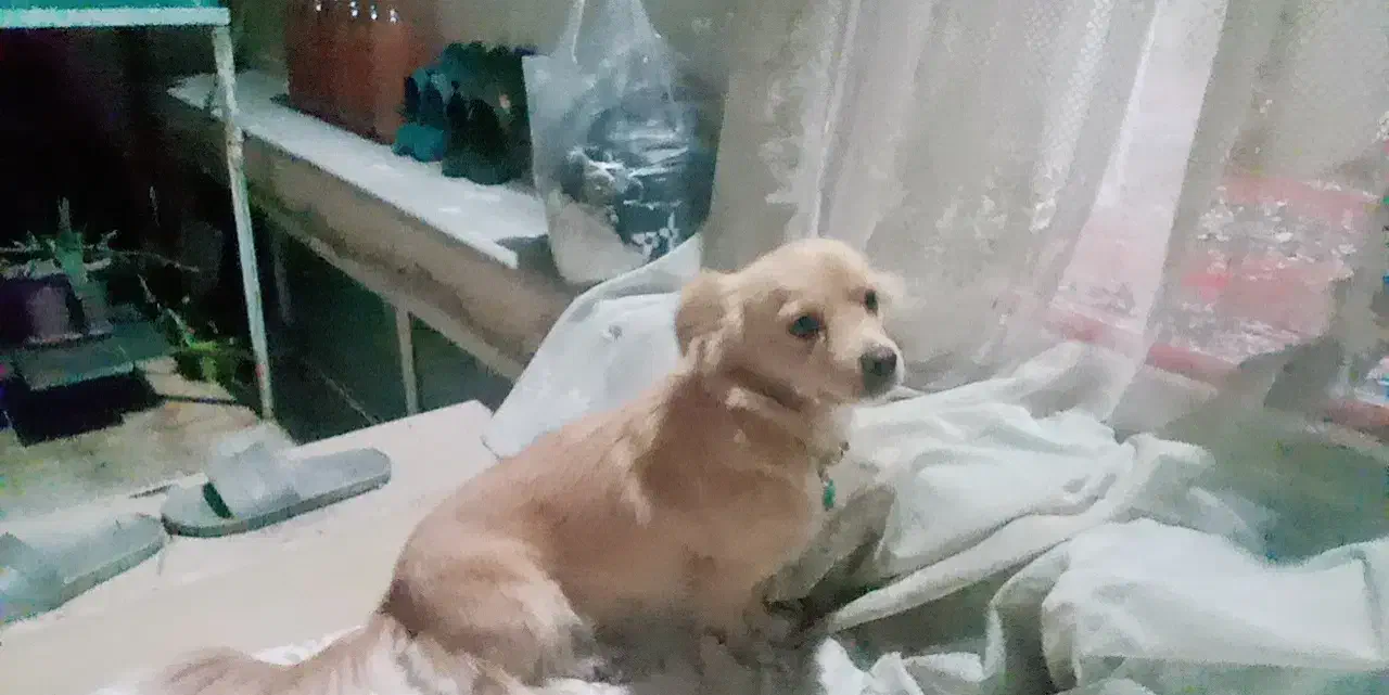 سگ خانگی پامر|سگ|قم, نخودی|دیوار