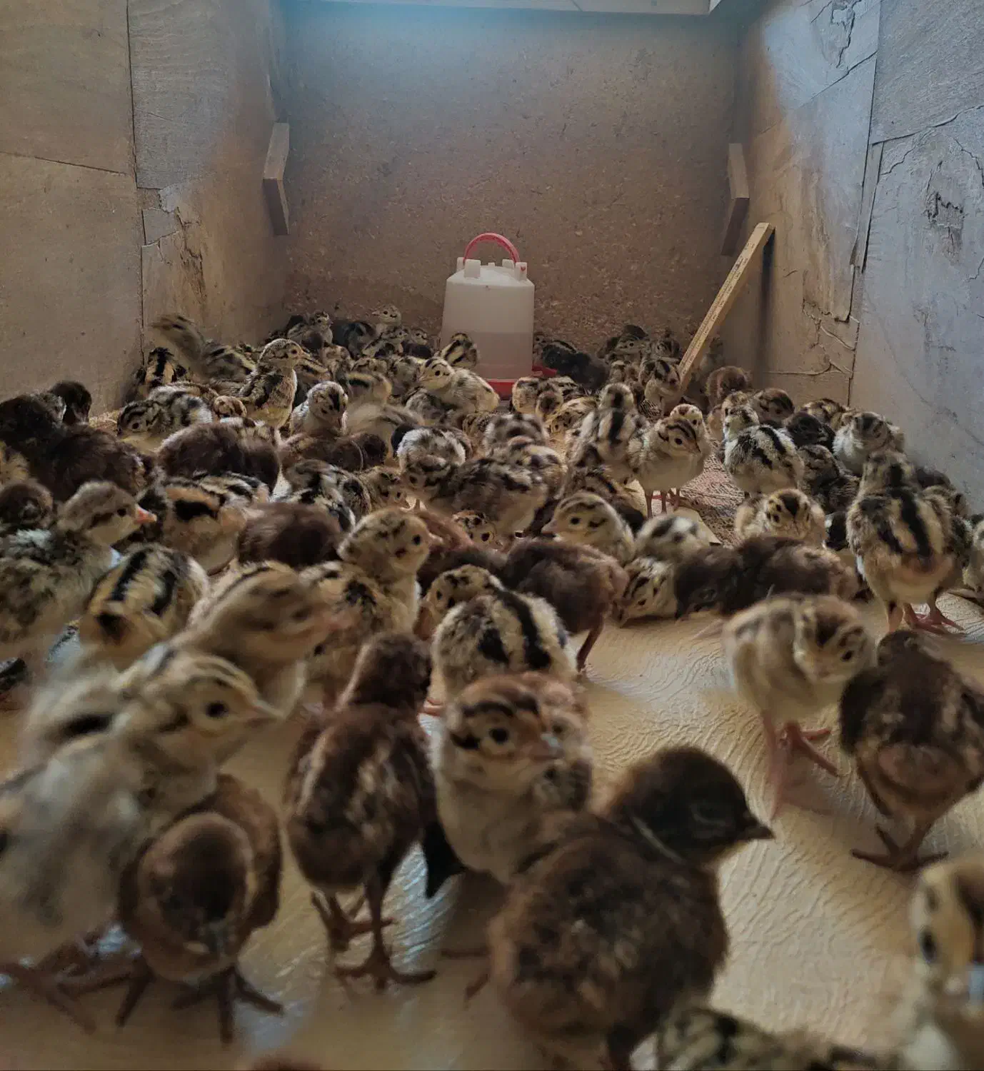 مرغ خروس امریکایی پاکستانی|حیوانات مزرعه|ابریشم, |دیوار