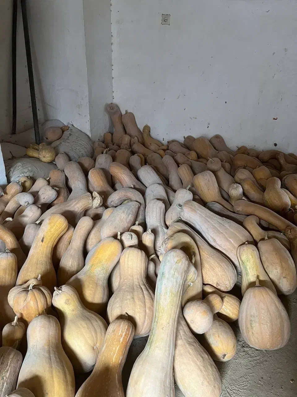 کدو حلوایی شیرین و زرد با قیمت ۲۲هزار تومان|عمده‌فروشی|اسفراین, |دیوار