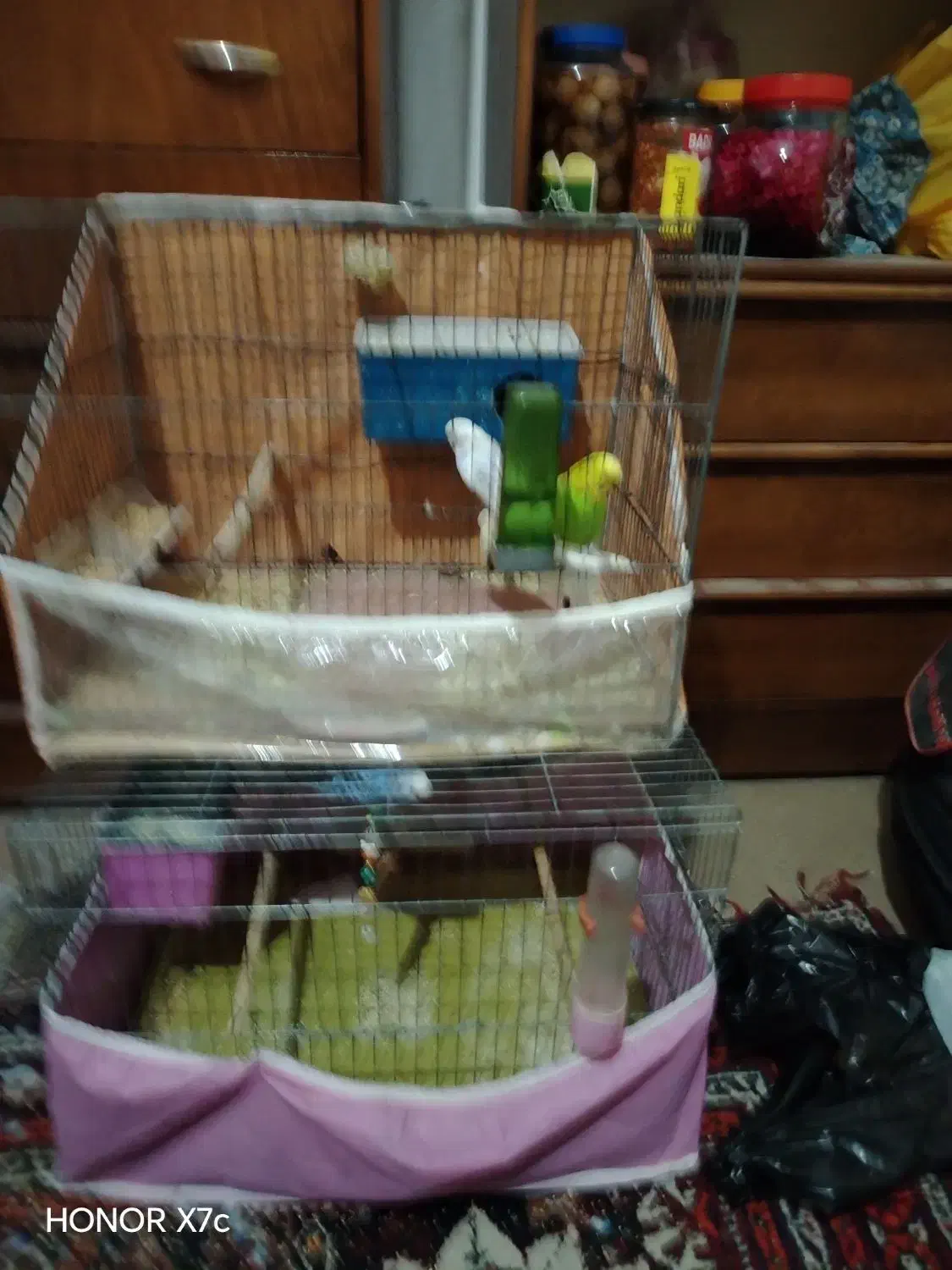 مرغ عشق|پرنده|شیراز, پودنک|دیوار