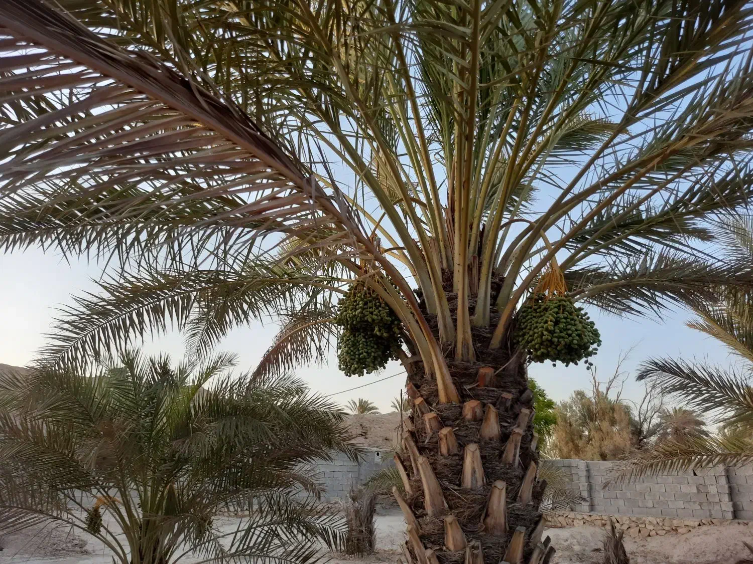 خانه باغ|فروش خانه و ویلا|اهرم, |دیوار