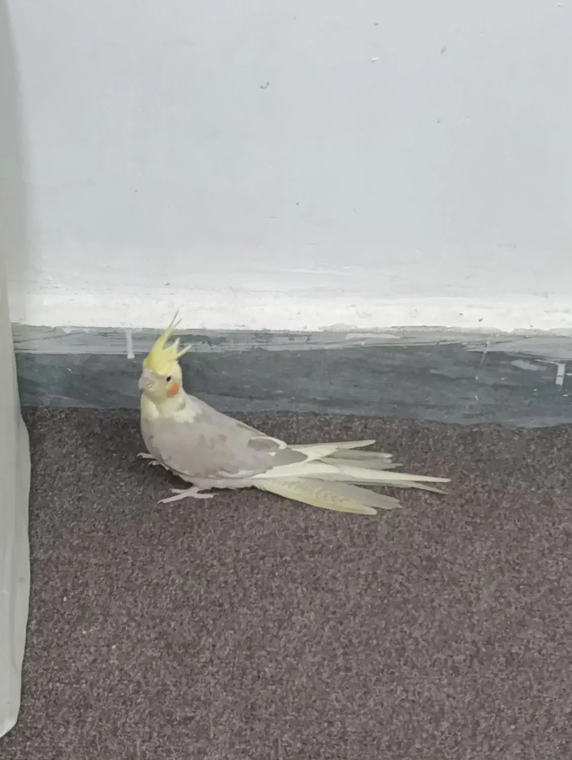 عروس هلندی ماده|پرنده|شهریار, شهرک بهاران (ویره)|دیوار